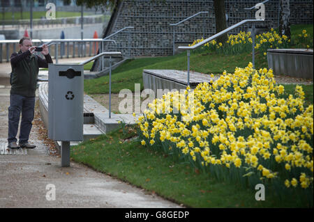 Daffodils in bloom at the Queen Elizabeth Olympic Park in Stratford, east London as the UK could be set for the warmest December in almost 70 years as temperatures of 16C left Britons sweltering. Stock Photo