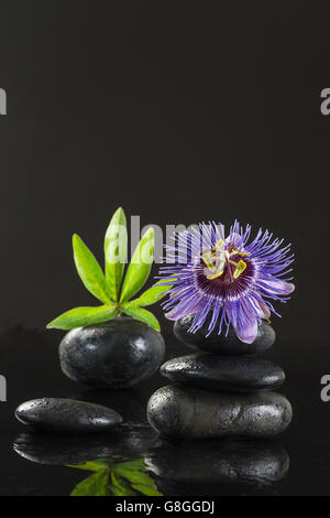 Spa concept passiflora flower and zen stones on black background Stock Photo