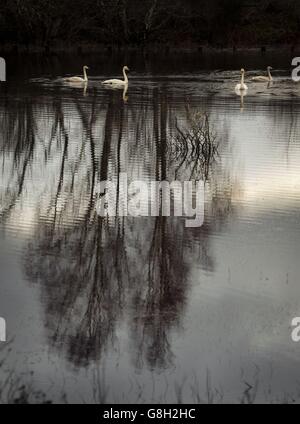 Swans in flood water from the River Spey in the Cairngorms National Park near Kingussie as parts of Britain continue to enjoy unseasonably warm weather. Stock Photo