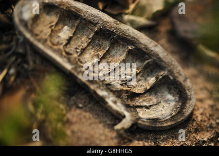 Mahogany seed pod husk, South Africa. Stock Photo