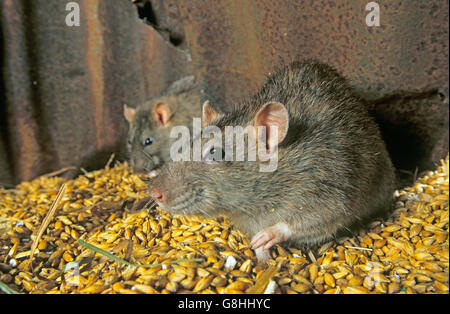 Brown Rats Rattus norvegicus eating wheat grains in grain store Stock Photo