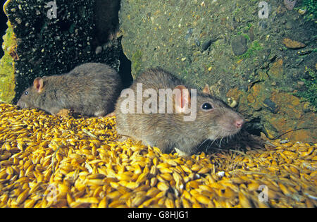 Brown Rats Rattus norvegicus eating wheat grains in grain store Stock Photo