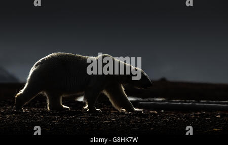 Female polar bear in silhouette on the shore of Liefdefjord, Svalbard archipelago, Norway Stock Photo