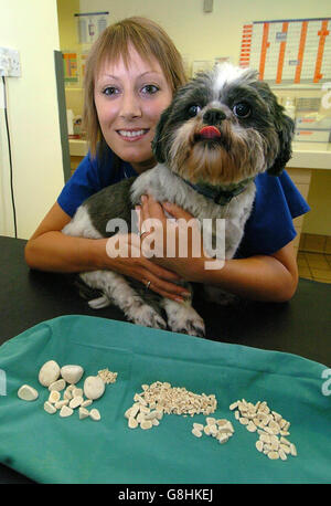 Veterinary nurse George Hunt with five-year-old Carrie, a Shih Tzu dog from Wombourne, Staffs, at Wolverhampton PDSA, by 350 bladder stones that were removed after emergency surgery. Carrie was rushed to an animal hospital in Wolverhampton earlier this year with a suspected bladder infection. Stock Photo