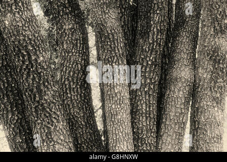 Tambotie tree trunks, Spirostachys africana, Art black & white, South Africa. Stock Photo