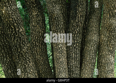 Tambotie tree trunks, Spirostachys africana, South Africa. Stock Photo