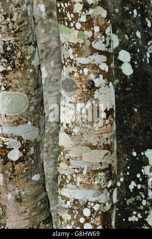 Lichens on Pod Mahogany Tree, Tembe Elephant Park; KwaZulu Natal, South Africa. Stock Photo