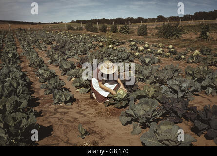 Homesteader's Wife with Homegrown Cabbage, Pie Town, New Mexico, USA, Russell Lee, October 1940 Stock Photo