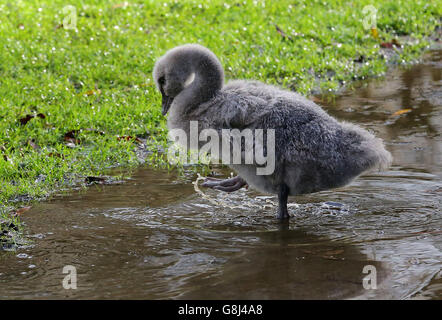 A Black Swan cygnet which unusually hatched and survived this month at Leeds Castle in Kent due to the unseasonably mild weather during December. Stock Photo