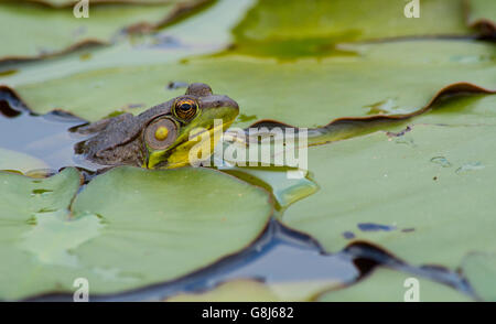 Green frog (Lithobates clamitans) peeking through lily leaves Stock Photo