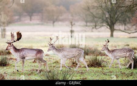 Deer in Richmond Park after a cold night in south west London, as the UK braced for a new wave of bad weather after forecasters issued warnings of heavy snow in parts of England and Scotland. Stock Photo