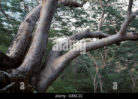 Acacia trees on mountain, Chizarira National Park, Zambia/Zimbabwe.
