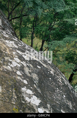 Acacia trees and large boulder on mountain, Zimbabwe.