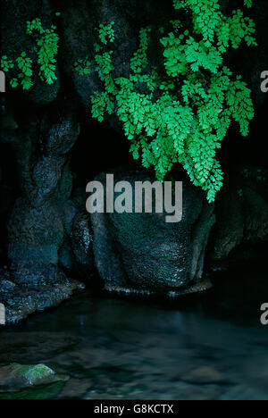 Lush shiny green mountain stream, Zimbabwe. Stock Photo