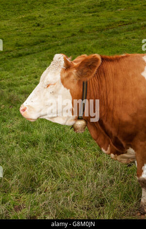 bull calf Stock Photo