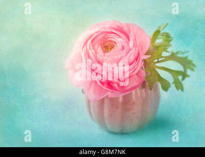 Pink ranunculus flower in a vase Stock Photo