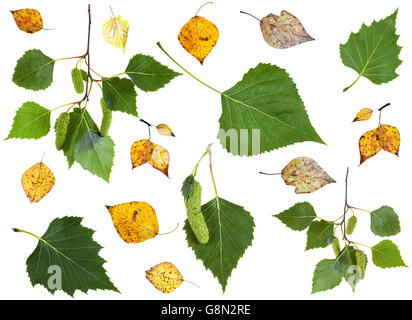 set of summer green and autumn yellow birch leaves isolated on white background Stock Photo