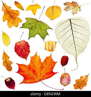 set of colorful autumn leaves isolated on white background Stock Photo