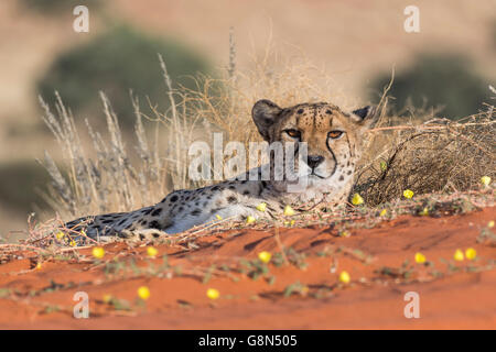 Cheetah (Acinonyx jubatus) lying in the sand, Kalahari Desert, Namibia Stock Photo