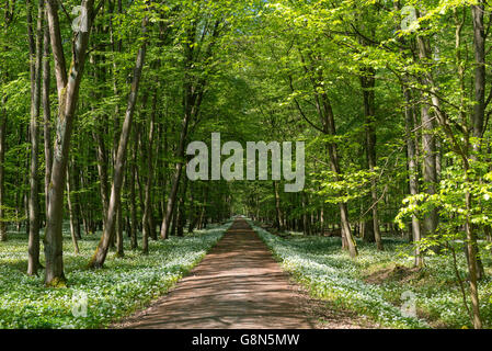 Path through deciduous forest with blooming wild garlic (Allium ursinum) in spring, Rüsselsheim am Main, Hesse, Germany Stock Photo