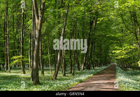 Path through deciduous forest with blooming wild garlic (Allium ursinum) in spring, Rüsselsheim am Main, Hesse, Germany Stock Photo