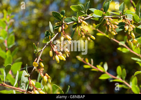 Berberis vulgaris Stock Photo