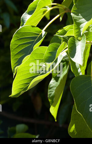 Schizophragma hydrangeoides Stock Photo