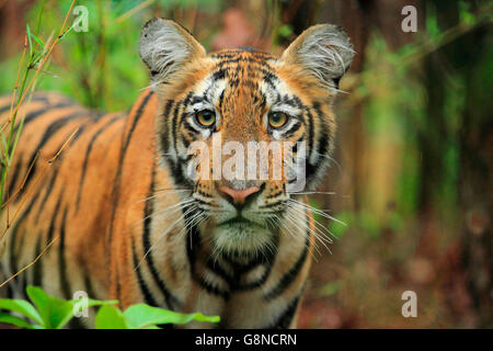 A Royal Bengal Tiger Cub in the Rain Stock Photo