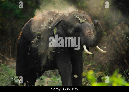 a young Indian Bull elephant dusting himself Stock Photo
