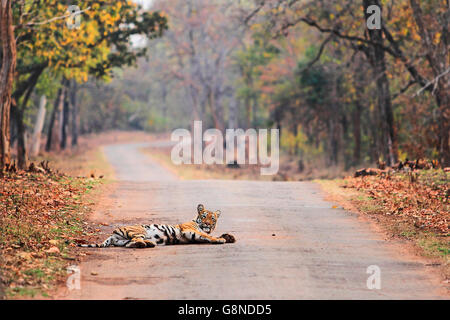 a tiger taking a nap on a safari track Stock Photo