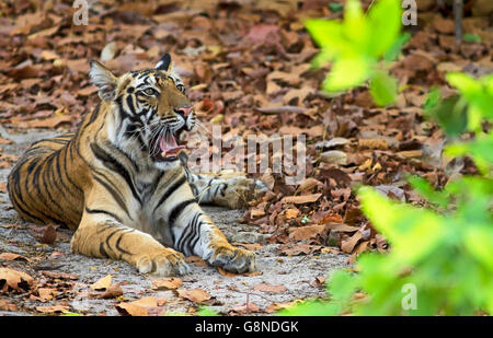 a young tiger cub at Bandhavgarh National Park india Stock Photo