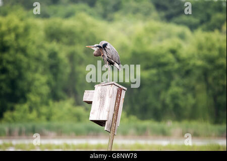 Great blue heron standing on one leg and scratching an itch with his foot Stock Photo