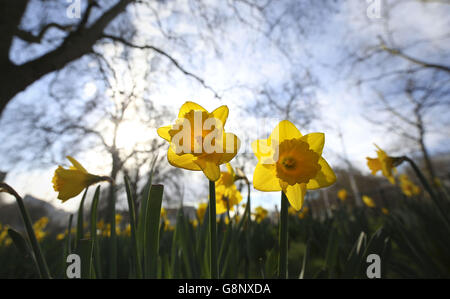 Daffodils in St James's park in London, as up to 4 inches of snow fell in parts of the UK as March continues to feel more like winter than spring. Stock Photo