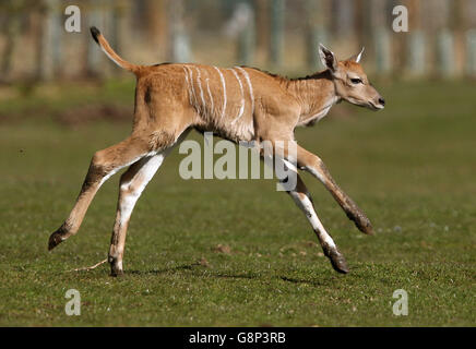 A two day old baby eland antelope explores its enclosure for the first time at Blair Drummond Safari Park near Stirling. The yet unnamed male eland is the fourth to be born at the park. The safari park re-opens for the season this coming Saturday 19th March. Stock Photo