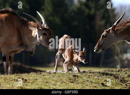 A two day old baby eland antelope is urged to get to its feet by its father as it explores its enclosure for the first time at Blair Drummond Safari Park near Stirling. The yet unnamed male eland is the fourth to be born at the park. The safari park re-opens for the season this coming Saturday 19th March. Stock Photo