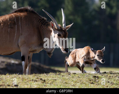 A two day old baby eland antelope is urged to get to its feet by its father as it explores its enclosure for the first time at Blair Drummond Safari Park near Stirling. The yet unnamed male eland is the fourth to be born at the park. The safari park re-opens for the season this coming Saturday 19th March. Stock Photo