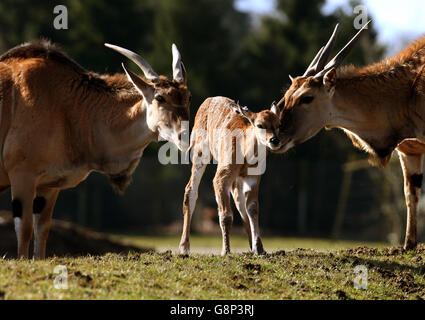 Blair Drummond Safari Park Stock Photo