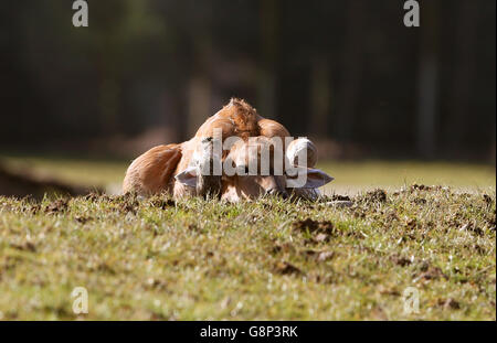 A two day old baby eland antelope sits in its enclosure at Blair Drummond Safari Park near Stirling. The yet unnamed male eland is the fourth to be born at the park. The safari park re-opens for the season this coming Saturday 19th March. Stock Photo