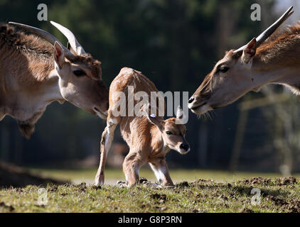 A two day old baby eland antelope is urged to get to its feet by its father as it explores its enclosure for the first time at Blair Drummond Safari Park near Stirling. The yet unnamed male eland is the fourth to be born at the park. The safari park re-opens for the season this coming Saturday 19th March. Stock Photo