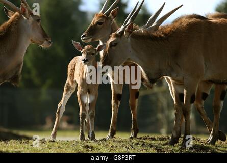 A two day old baby eland antelope is urged to get to its feet by its father as it explores its enclosure for the first time at Blair Drummond Safari Park near Stirling. The yet unnamed male eland is the fourth to be born at the park. The safari park re-opens for the season this coming Saturday 19th March. Stock Photo