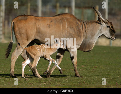 A two day old baby eland antelope explores its enclosure for the first time at Blair Drummond Safari Park near Stirling. The yet unnamed male eland is the fourth to be born at the park. The safari park re-opens for the season this coming Saturday 19th March. Stock Photo