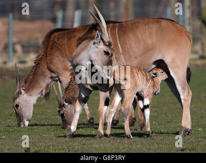 A two day old baby eland antelope explores its enclosure for the first time at Blair Drummond Safari Park near Stirling. The yet unnamed male eland is the fourth to be born at the park. The safari park re-opens for the season this coming Saturday 19th March. Stock Photo