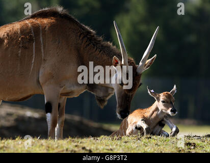 A two day old baby eland antelope is urged to get to its feet by its father as it explores its enclosure for the first time at Blair Drummond Safari Park near Stirling. The yet unnamed male eland is the fourth to be born at the park. The safari park re-opens for the season this coming Saturday 19th March. Stock Photo