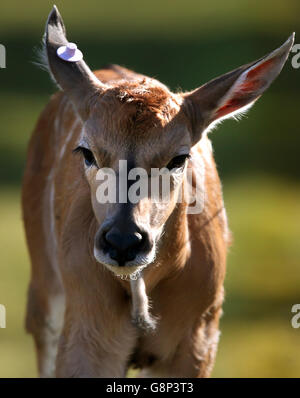 A two day old baby eland antelope explores its enclosure for the first time at Blair Drummond Safari Park near Stirling. The yet unnamed male eland is the fourth to be born at the park. The safari park re-opens for the season this coming Saturday 19th March. Stock Photo