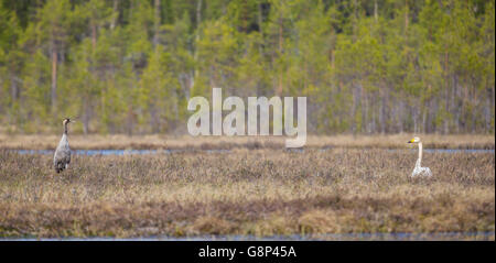 Whooper swan and Common crane facing each other, standing on a moss in a forest, Gällivare, Swedish Lapland, Sweden Stock Photo