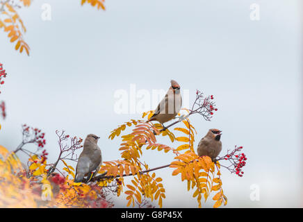 Three Waxwings sitting in a Rowan tree with berries on it and leaves are in autumn color yellow, Gällivare, Swedish Lapland, Swe Stock Photo