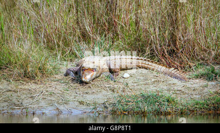 Mugger crocodile in Bardia national park, Nepal ; specie Crocodilus palustris family of Crocodylidae Stock Photo