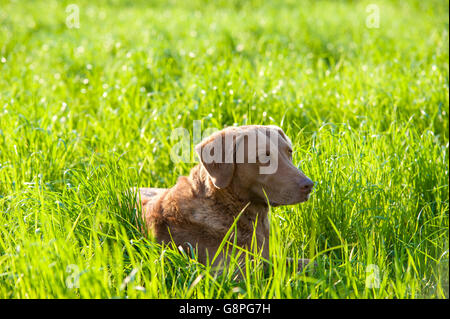 Chesapeake Bay Retriever - Gundog Stock Photo