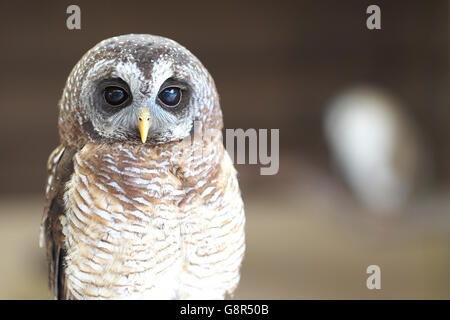 African Wood Owl in captivity at the Small Breeds Farm Park and Owl Centre, Kington Herefordshire England Stock Photo