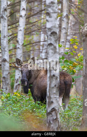Young moose bull (Alces alces) in birch forest in autumn, Scandinavia Stock Photo